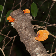 ヒイロタケ