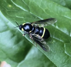 Leucopsina burnsi