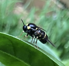 Leucopsina burnsi