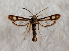 Chamaesphecia tenthrediniformis