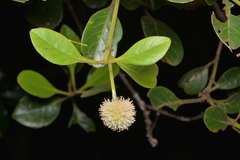 Cunoniaceae