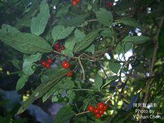 Solanum pittosporifolium