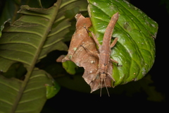 Canachus