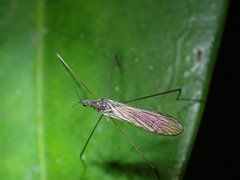 Pseudolimnophila
