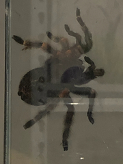 Psalmopoeus