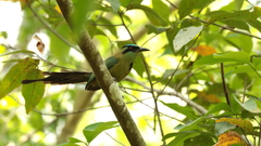 Momotus coeruliceps