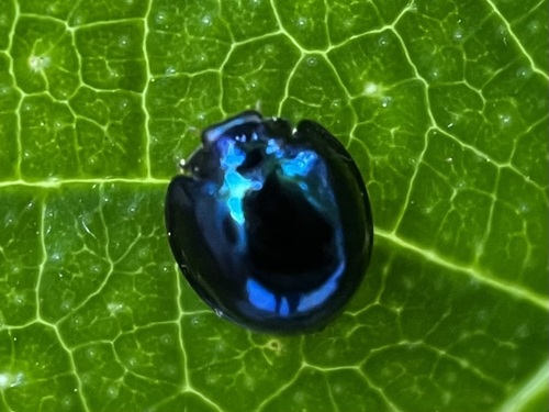Steelblue Lady Beetle