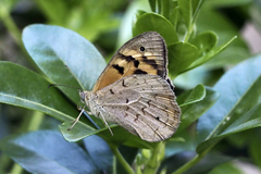 Heteronympha merope