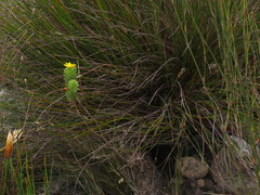 Ursinia caledonica