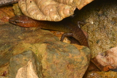 Sigaloseps deplanchei