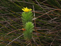 Ursinia caledonica