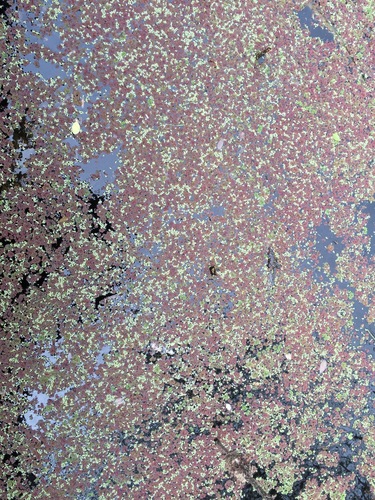 iNaturalist observation photo of water fern