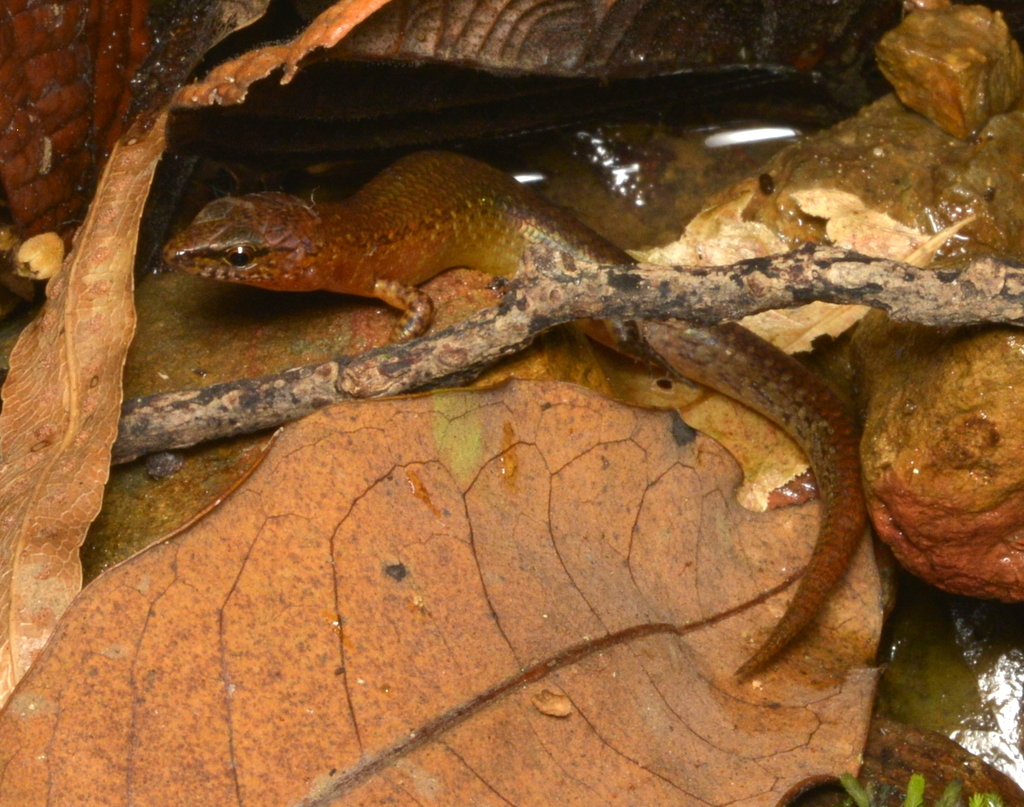 Deplanche's Shiny Skink
