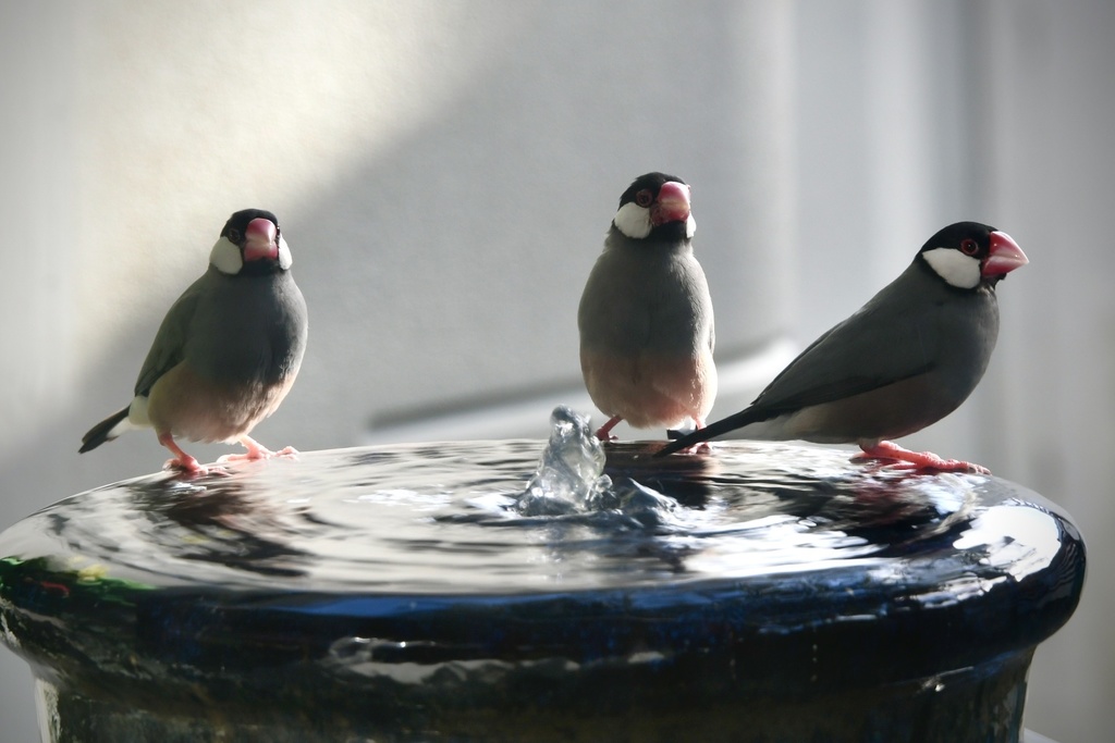 Java and Timor Sparrows
