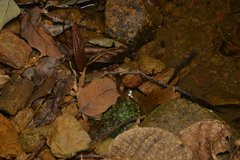 Sigaloseps deplanchei