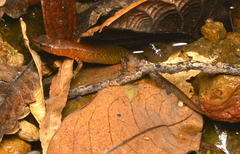 Sigaloseps deplanchei