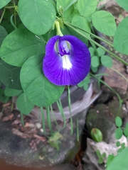 Clitoria ternatea