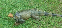Iguana iguana