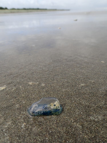 photo of By-the-wind Sailor (Velella velella)