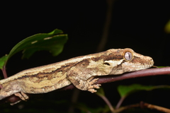Rhacodactylus auriculatus