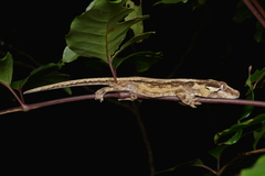 Rhacodactylus auriculatus