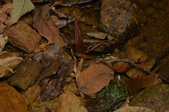 Sigaloseps deplanchei