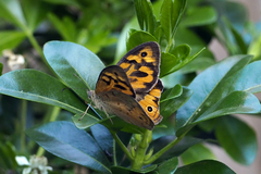 Heteronympha merope