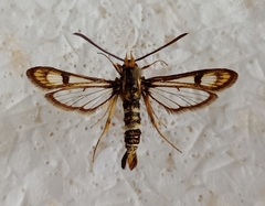 Chamaesphecia tenthrediniformis