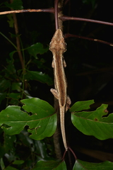 Rhacodactylus auriculatus