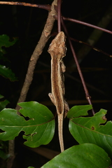 Rhacodactylus auriculatus