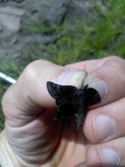 Erynnis lucilius