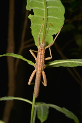 Canachus