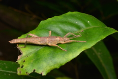 Canachus