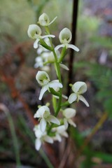 Disa uncinata