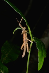 Canachus