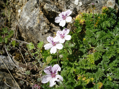 Erodium cheilanthifolium