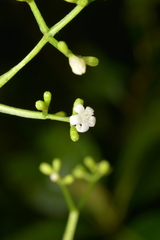 Psychotria baillonii