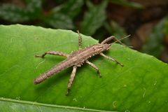 Canachus