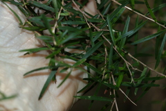 Leptospermum petersonii