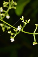 Psychotria baillonii