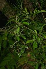 Psychotria baillonii
