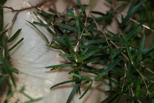 Image of Lemon Scented Tea Tree (Leptospermum petersonii) by (c) Greg Tasney, some rights reserved (CC BY-SA)