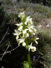 Dactylorhiza insularis