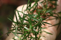 Leptospermum petersonii