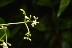 Psychotria baillonii