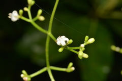 Psychotria baillonii