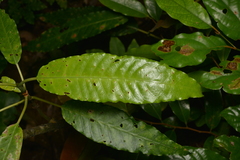 Psychotria baillonii