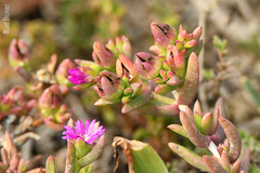 Delosperma versicolor