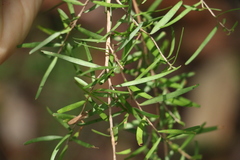 Leptospermum petersonii