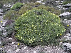 Hormathophylla spinosa